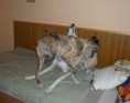 /album/a10-a-11-10-kryti-ronja-a-lord/kryti-rijen-2012-002-jpg/